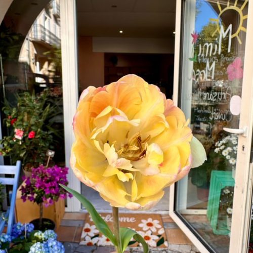 passer commande-mimimosa